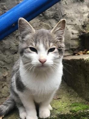 cat face whiskers